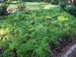 Asparagus Densiflorus Sprengeri Asparagus Densiflorus Sprengeri Onlineplantguide Com 10423 Cool Plants Patio Landscaping Plants