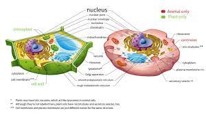 While Plant And Animal Cells Are Strikingly Similar The Main Difference Between Them Is That Plant Ce Plant And Animal Cells Animal Cell Animal Cell Structure
