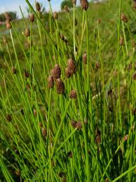 Image result for Eleocharis naumanniana