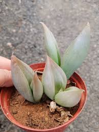 Image result for Jodrellia