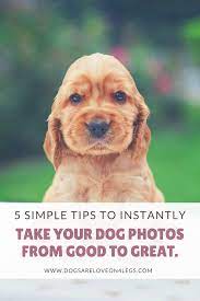 5 Simple Tips To Instantly Take Your Dog Photos From Good To Great Dogs Are Love On 4 Legs Dog Photos Pet Photography Tips Dog Photograph