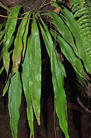 Image result for Antrophyum mannianum