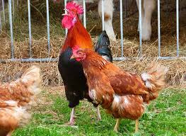 We did not find results for: Why Do Roosters Crow