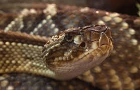 Check spelling or type a new query. 8 Most Dangerous Amazon Rainforest Animals The Mysterious World