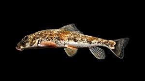 Image result for Hypolytrum pynaertii