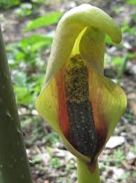 Image result for Anchomanes giganteus