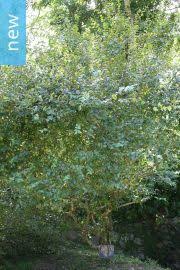 Image result for Eugenia natalitia