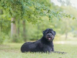 Murphy is a bouvier des flandres puppy who lives in ontario canada. Bouvier Des Flandres Full Profile History And Care