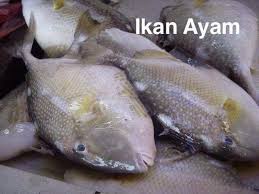 Sea bream, also called porgy or porgies. Kenali Jenis Jenis Ikan Untuk Masakan Supermom With Superkids