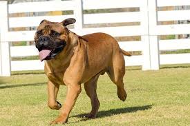 Contact oregon bullmastiff breeders near you using our free bullmastiff breeder search tool below! Bullmastiff General Breed Profile Bullmastiff Breeders And Information