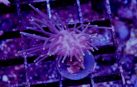 Image result for Sarcophyte