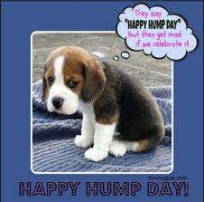 Wonderful Wednesday Animal Meme Jokes Quotesbae
