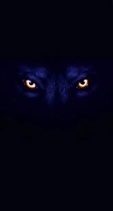 See more ideas about wolf pictures, beautiful wolves, wolf spirit. Dark Wolves Wallpapers Top Free Dark Wolves Backgrounds Wallpaperaccess