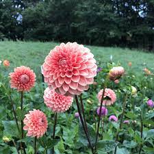 Pin On Dahlias All Day