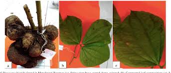 Image result for Dioscorea cayenensis