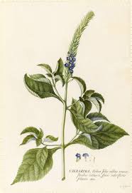 Image result for Stachytarpheta