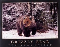 Check spelling or type a new query. Amazon Com Grizzly Bear In Snow Animal Wall Decor Art Print Poster 16x20 Posters Prints Poster Prints Grizzly Bear Bear Art