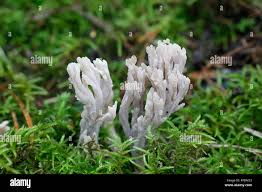 Image result for Clavulina cinerea