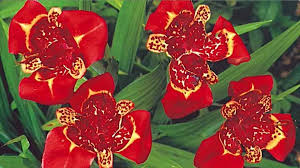 Image result for Tigridia