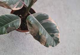 I have a rubber plant that spent the summer outside. Brown Spots On Rubber Plant Leaves How To Fix It Osera