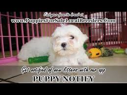 This is from a bichon or poodle being. Craigslist Maltese Pups For Sale 06 2021