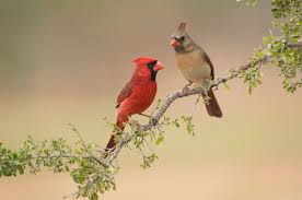 After a male cardinal bird has chosen a female, the two will begin building a nest using various materials like leaves, grasses, tree bark, and small twigs that they gather and weave together. Northern Cardinal Audubon Field Guide