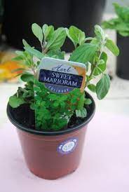 Indoor Care Of Marjoram Herbs How To Grow Sweet Marjoram Inside In Herbs Edible Gardens Growing Oregano Planting Herbs Marjoram Plant