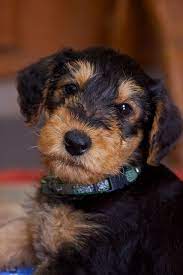 Chelsea Airedale Terrier Puppies Airedale Dogs Airedale Puppy