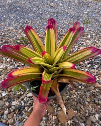 Image result for Neojeffreya