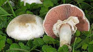 Gangrene, hearing loss show delta variant may be more severe. Pilzvergiftung Was Tun Mdr Jump