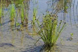 Image result for Schoenoplectiella