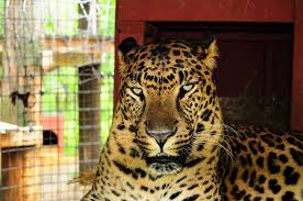 The big cat sanctuary is home to the best big cat experiences in the uk. This Exotic Cat Sanctuary Is Only A 4 Hour Road Trip From Columbus