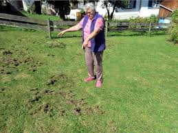 Dachs abwehr im garten bei amazon.de Steingaden Dachse Graben Obstgarten Um Schongau