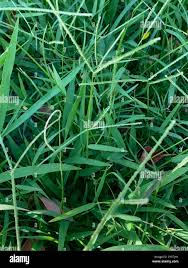 Image result for Paspalum conjugatum