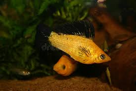 Molly has a beautiful smile. Aquarium Mollies Photos Free Royalty Free Stock Photos From Dreamstime