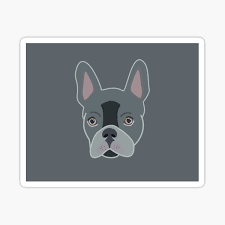 They are 10 weeks old, french bulldog puppies to give it out for sale.my cute frenches puppies are ready to go out to a good and caring home please feel free to contact. French Bulldog Grey Gifts Merchandise Redbubble