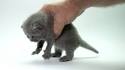 Available Scottish Fold Kittens For Sale & Cats For Adoption
