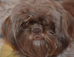 You might also be interested in coloring pages. Shih Tzu Coat Colors