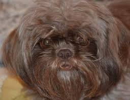 We did not find results for: Shih Tzu Coat Colors