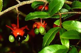 Image result for Ochna richardsiae