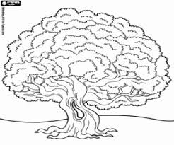 The holly tree is best recognised as provided evergreen foliage at christmas time. Old Holm Oak Evergreen Tree Coloring Page Printable Game