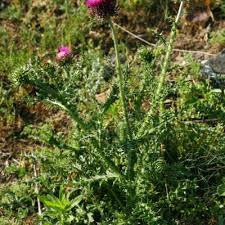 Image result for Carduus nyassanus