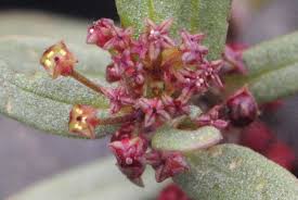 Image result for Ammannia auriculata