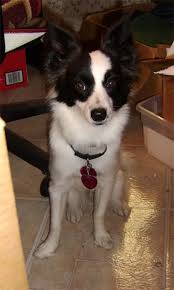 Black And White Border Collie Terrier Mix Border Collie Papillon Mix Border Collie Mix Papillon Mix Unique Dog Breeds