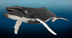 Check spelling or type a new query. Humpback Whale Rigged 3d Model