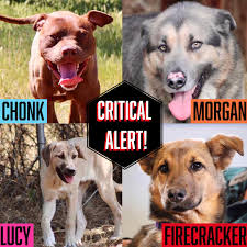 CRITICAL ALERT ! Trinity County Animal Shelter is at capacity again. In  fact, they have been full or over capacity for quite sometime now. There is  a hard truth we need to