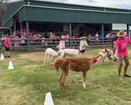 Canungra Campfest