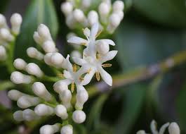 Image result for Psydrax fragrantissima
