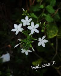 Image result for Plumbago zeylanica