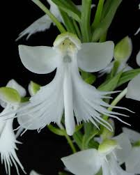 Image result for Habenaria petitiana